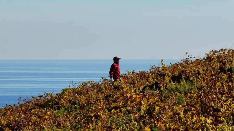 Manilva: Nilva Vineyard, Wine Tasting & Tapas Guided Tour - FAQs about the Manilva Nilva Vineyard Tour
