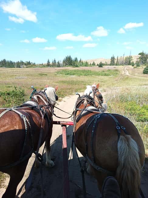 Manitoba: Horse-Drawn Wagon Ride in Spruce Woods Park - Key Points
