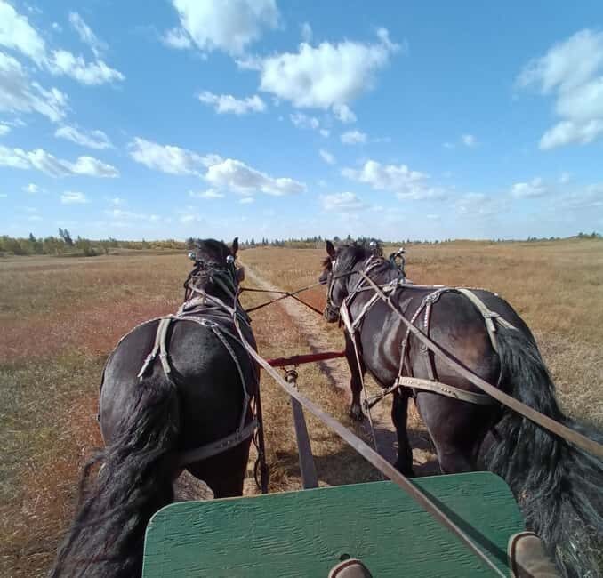 Manitoba: Horse-Drawn Wagon Ride in Spruce Woods Park - Who Should Consider This Tour?