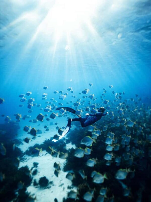 Manly: Beginner Freediving: Breath-Hold & Ocean Exploration - The Sum Up