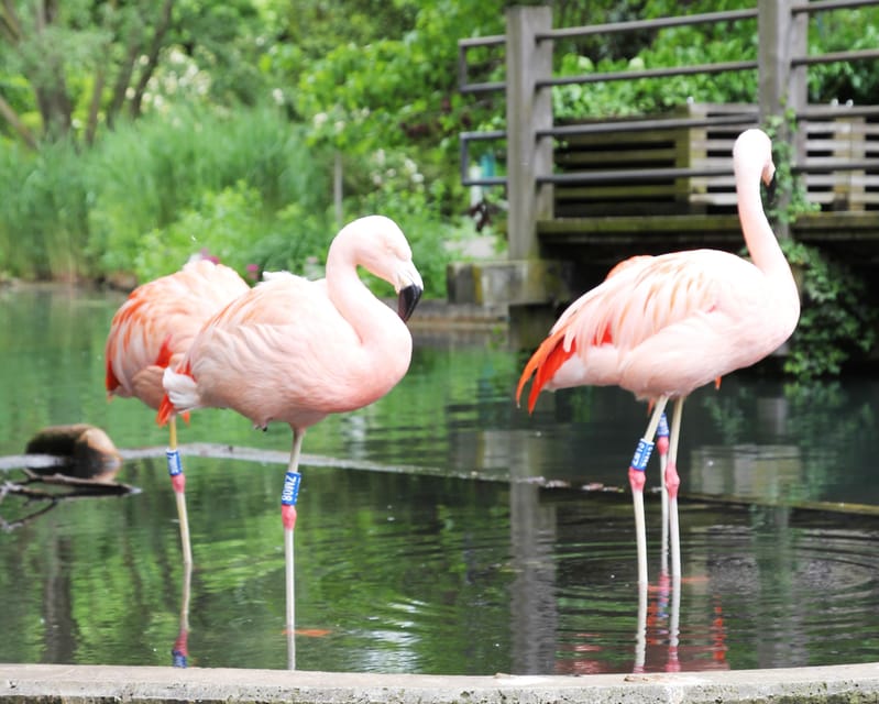 Mannheim, guided park tour: Luisenpark - Exploring Mannheim’s green heart: What makes Luisenpark special?
