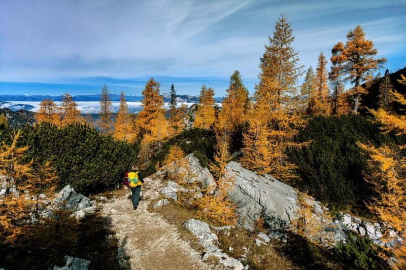 Manning Park: The Quest for the Golden Larch Tree - Who Will Love This Tour?