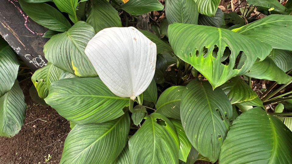 Manoa Falls Ebike to Hike - Frequently Asked Questions
