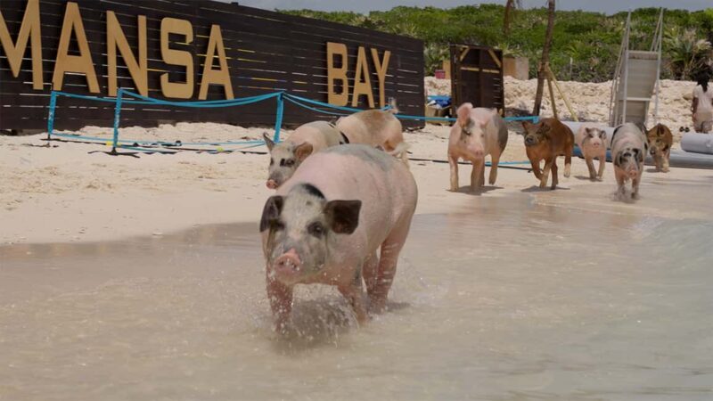 Mansa Bay w/ Swimming Pigs, Banana Boat, JetSki & Snorkeling - Final Thoughts