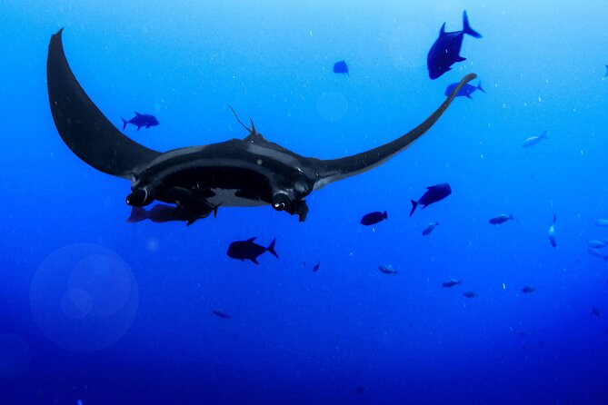 Manta Magic - Night Manta Ray Snorkel At Manta Village, Kona, Hawaii - Snorkeling Experience Highlights