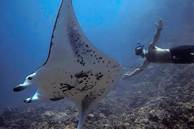Manta Magic - Night Manta Ray Snorkel At Manta Village, Kona, Hawaii - Cancellation Policy