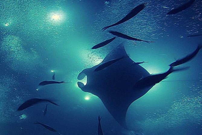 Manta Magic - Night Manta Ray Snorkel At Manta Village, Kona, Hawaii - Recap