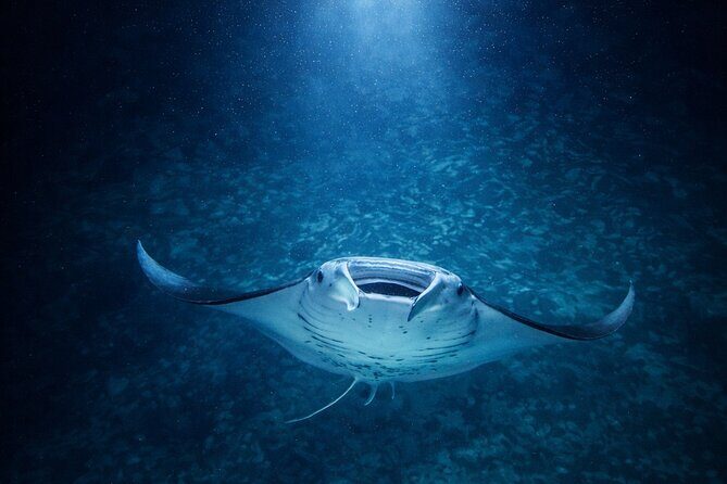 Manta Ray Night Snorkel Adventure in Kailua-Kona - The Sum Up