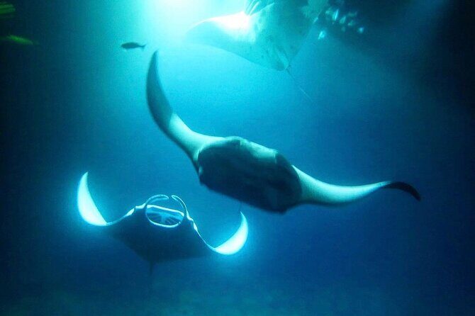 Manta Ray Night Snorkel and Dive - An In-Depth Look at the Experience  