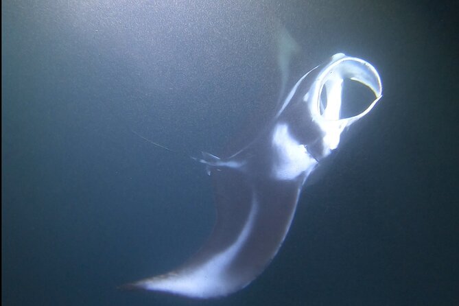 Manta Ray Night Snorkel at Kona, Big Island - Meeting Point and Pickup Details