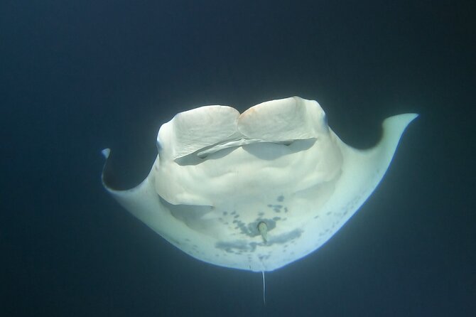 Manta Ray Night Snorkel at Kona, Big Island - Additional Information and Requirements