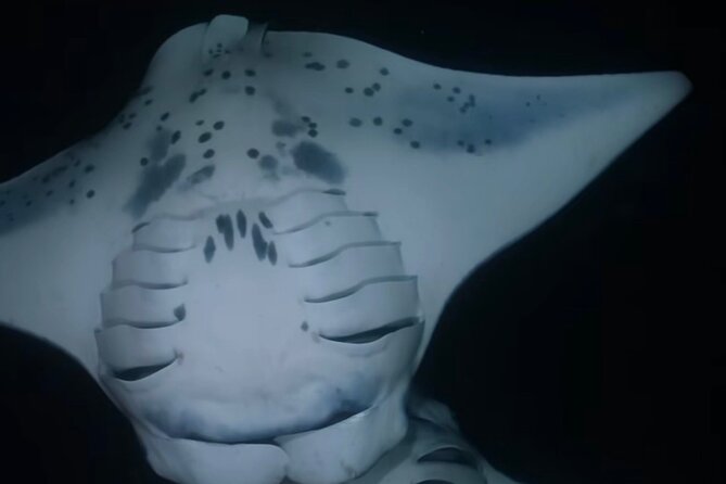 Manta Ray Night Snorkel - GUARANTEED Sightings - Kona, Hawaii - Detailed Tour Itinerary