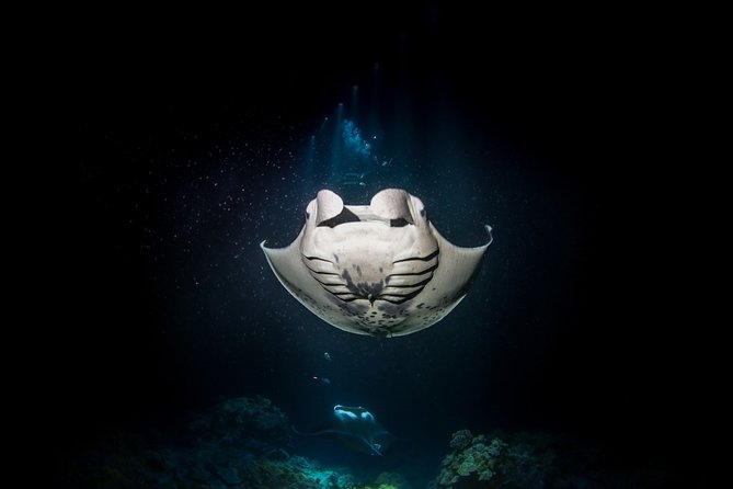Manta Ray Night Snorkel Tour From Kona - Meeting Point and Pickup Details
