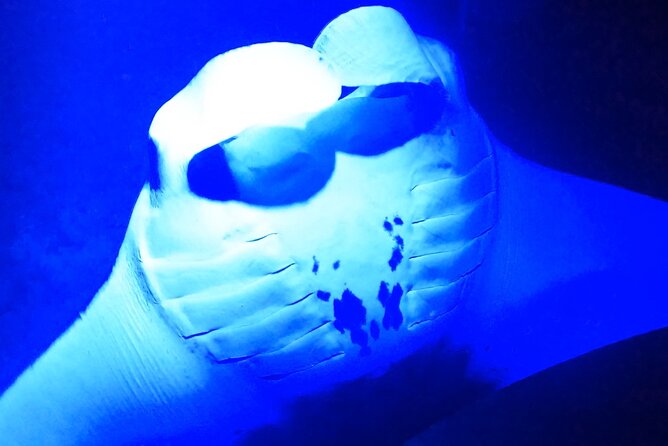 Manta Ray Night Snorkeling Adventure in Kailua-Kona - Meeting Point and Logistics