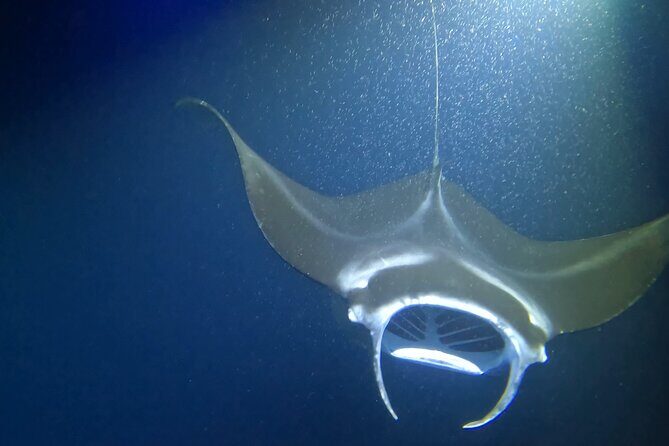 Manta Ray Snorkel Experience - Value and Cost Considerations