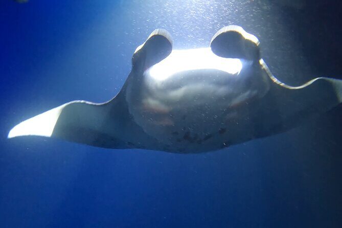 Manta Ray Snorkel Experience - Who Is This Tour Perfect For?