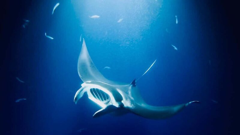 Manta Ray Snorkel in Kailua-Kona with Hot Cocoa - Practical Tips for Your Trip