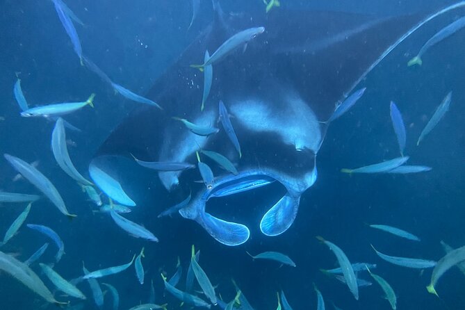 Manta Ray Snorkeling by Night in Kailua-Kona, Hawaii - Experience Highlights