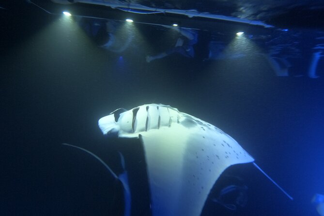 Manta Ray Snorkeling by Night in Kailua-Kona, Hawaii - Important Details