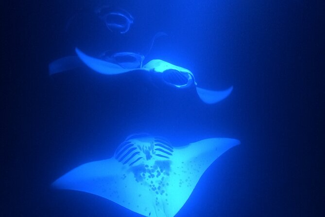 Manta Ray Snorkeling by Night in Kailua-Kona, Hawaii - Booking Information