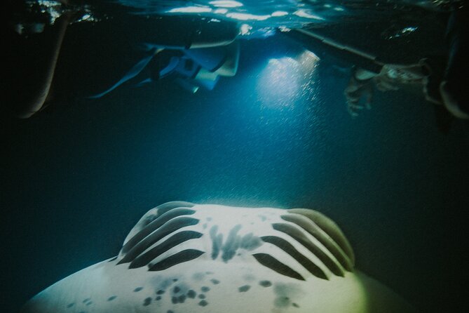 Manta Ray Snorkeling by Night in Kailua-Kona, Hawaii - Traveler Recommendations