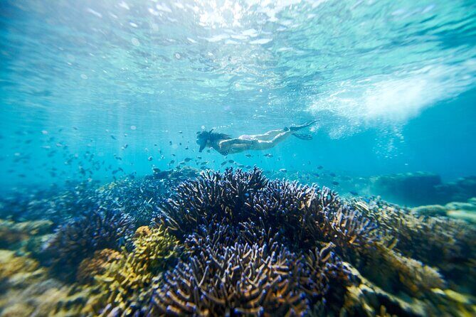 Mantaray Island Day Trip with Lunch - An In-Depth Look at the Mantaray Island Day Trip