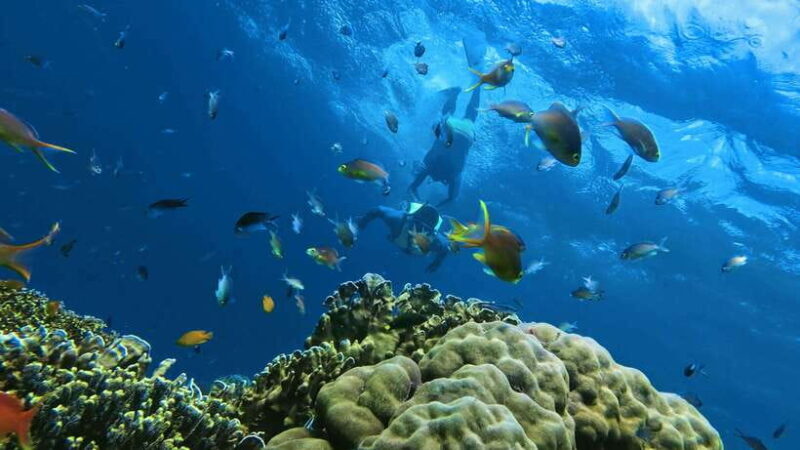 Mantayupan Falls & Moalboal: Snorkeling & Sardine Run Tour - Food and Rest Breaks