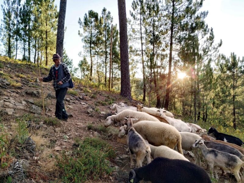 Manteigas: Serra da Estrela Shepherd Path Hike with Shepherd - The Itinerary: A Closer Look