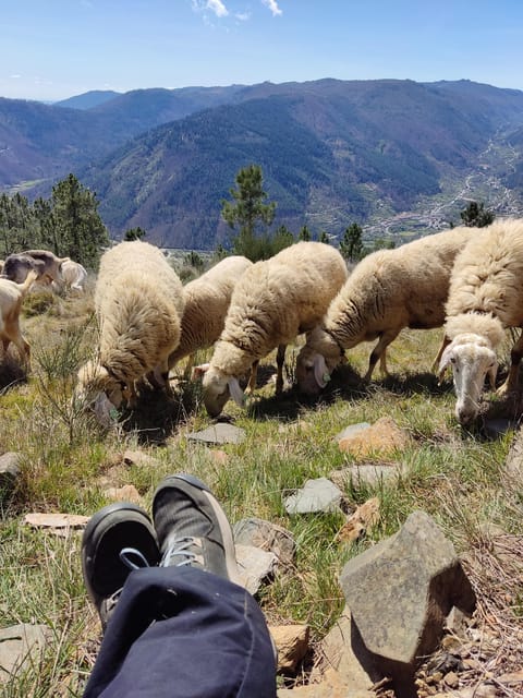 Manteigas: Serra da Estrela Shepherd Path Hike with Shepherd - Practical Details and Value