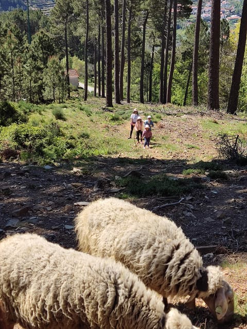 Manteigas: Serra da Estrela Shepherd Path Hike with Shepherd - Who Should Consider This Tour?