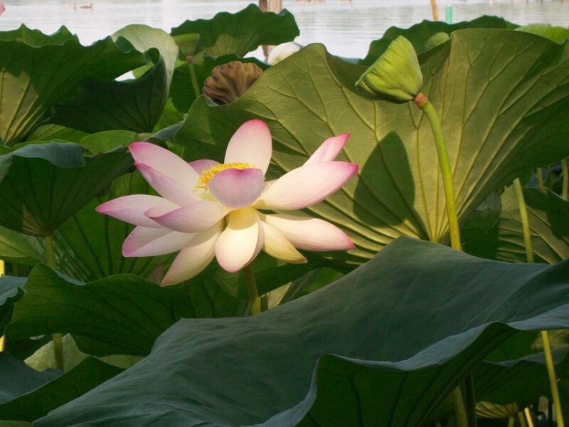 Mantua: Lake Superior Among the Lotus Flowers - Cruise Through Mincio Valleys