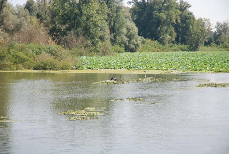 Mantua Lakes and Vallazza Oasis: a timeless boat trip - Who Will Enjoy This Tour?