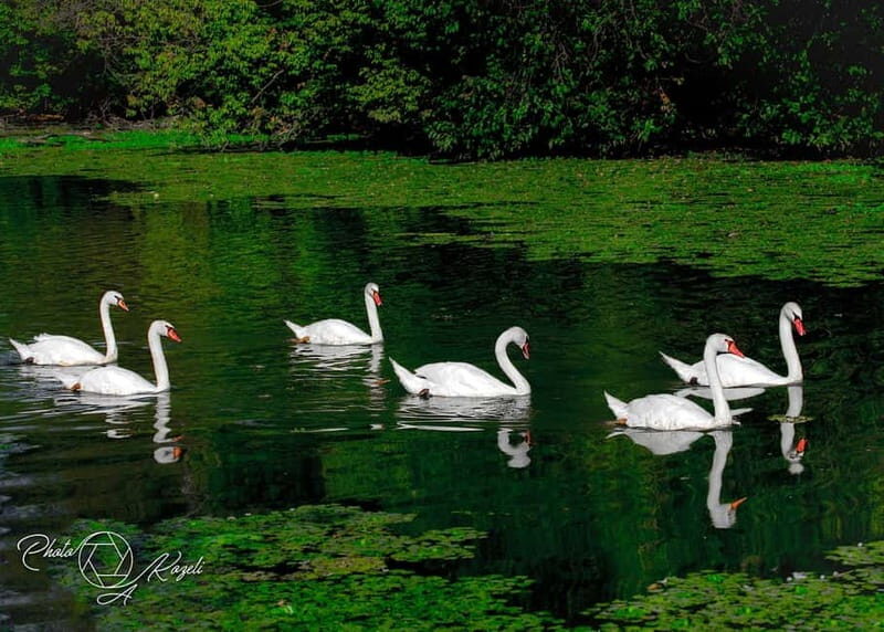 Mantua: Panoramic Cruise with Guide, Natural Oasis and Water Elevator - What Could Be Improved?