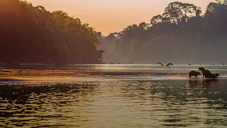 Manu Jungle Tour 3 Days - Treehouse INN and Hike