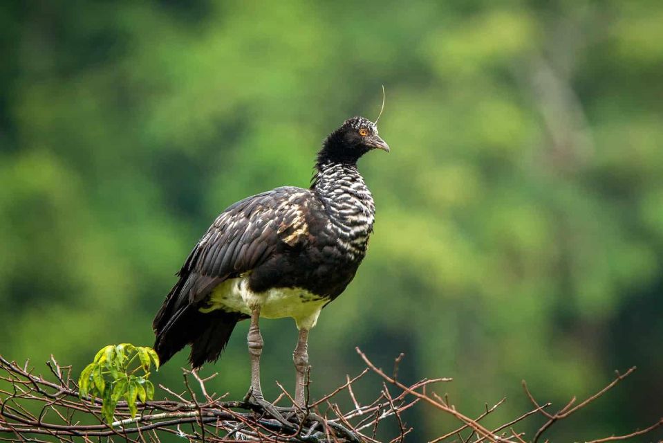 Manu Jungle Tour 4 Days - Key Points