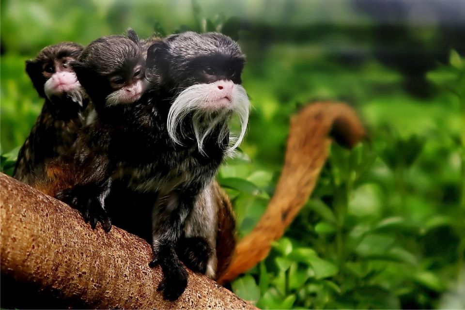 Manu Jungle Tour 4 Days - Pricing and Availability
