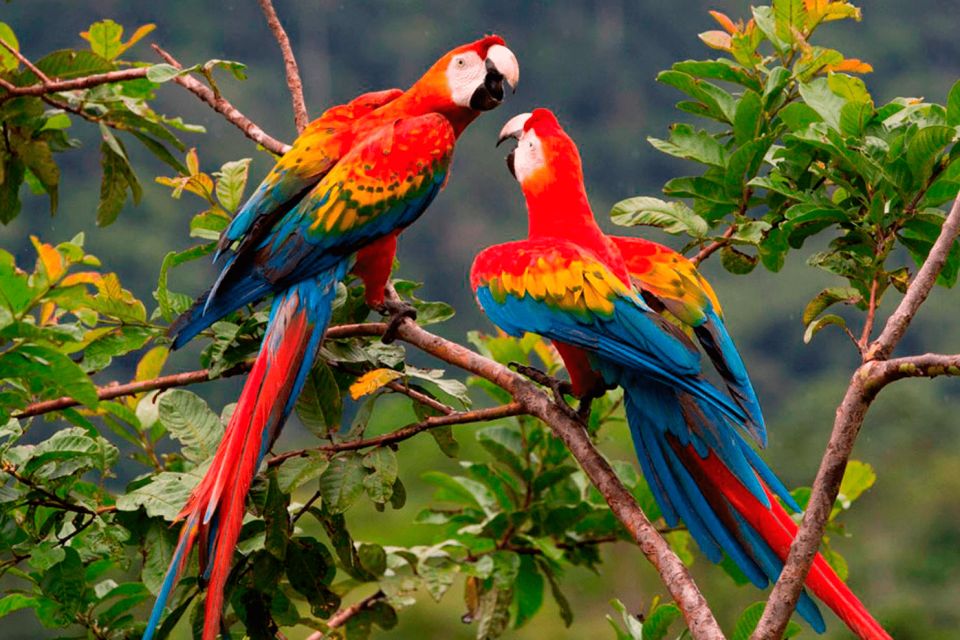 Manu National Park 3 Days - Exploring the Cloud Forest