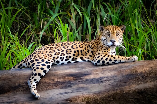 Manu National Park Tour 4 Days - Booking Details
