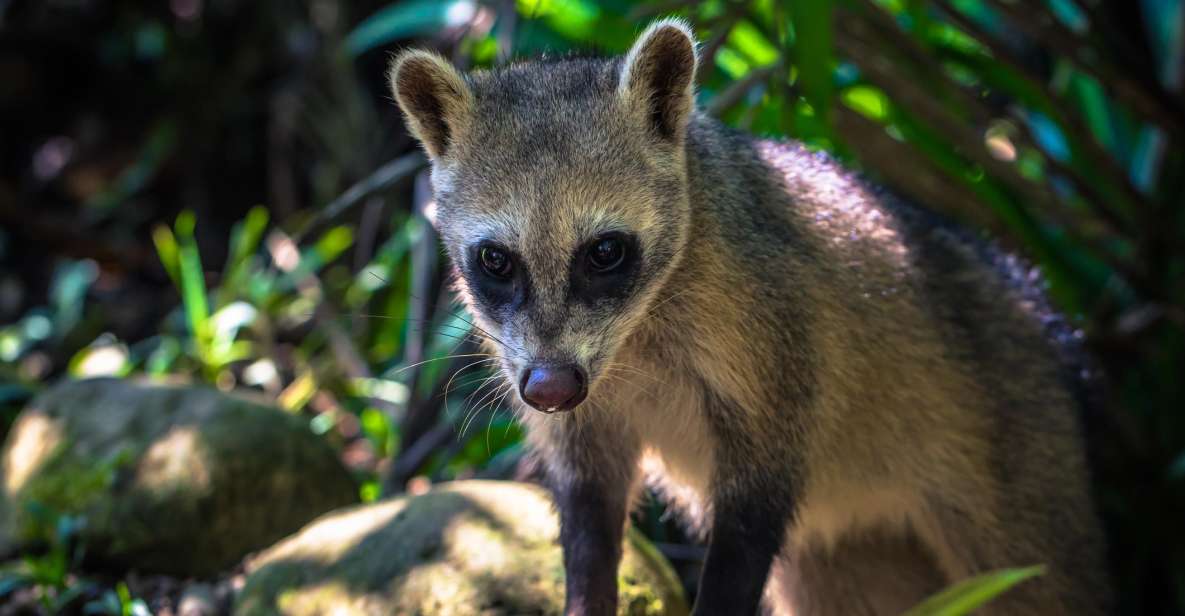 Manu National Park Tours From Cusco 5 Days - Key Points
