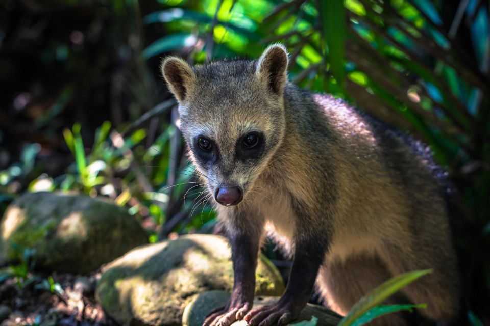 Manu National Park Tours From Cusco 5 Days - Cusco to Bambu Lodge