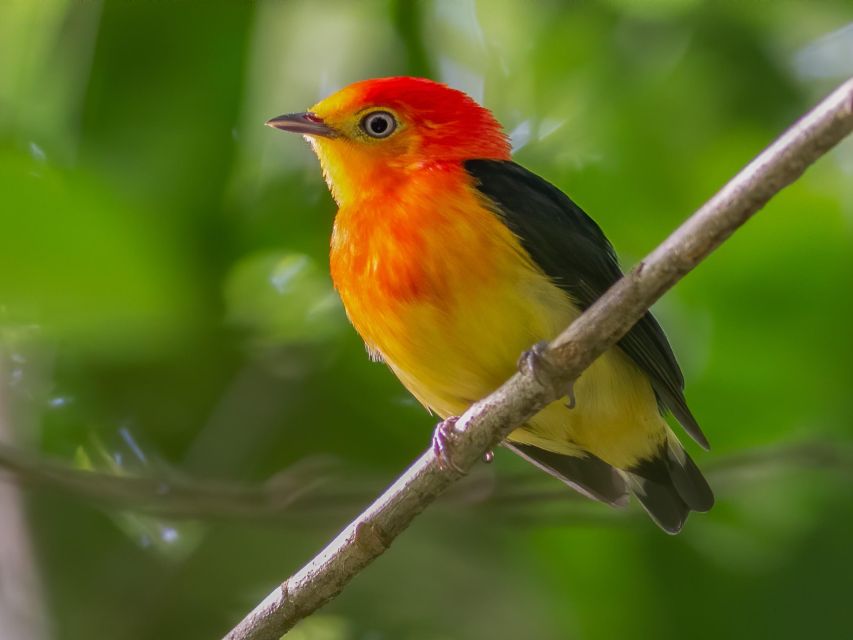 Manu National Park Tours From Cusco 5 Days - Manu National Park Exploration