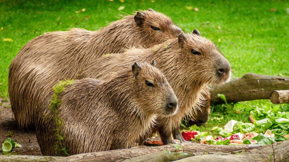 Manu National Park Tours From Cusco 5 Days - Soga De Oro Lodge