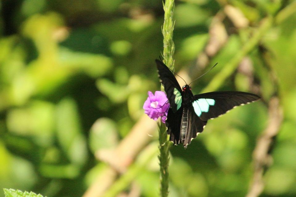 Manu National Park Tours From Cusco 5 Days - Bambu Lodge to Cusco