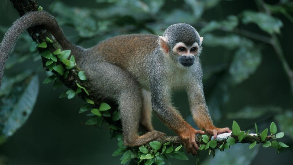 Manu National Park Tours From Cusco 5 Days - Frequently Asked Questions