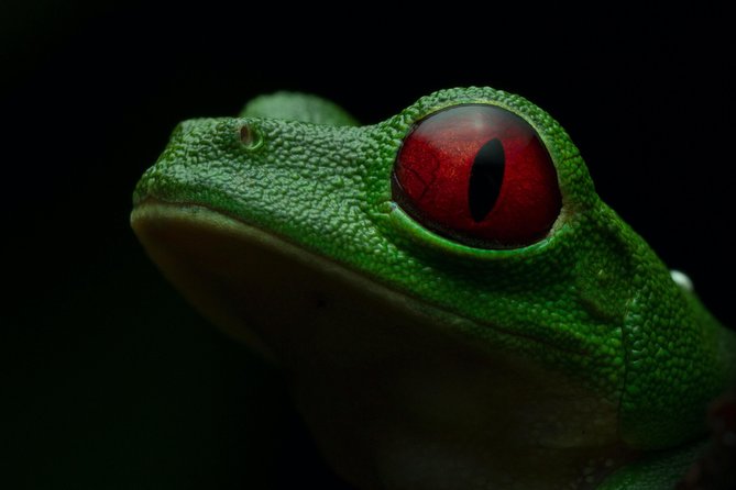 Manuel Antonio Herping Night Tour (Reptiles and Amphibians) - Booking Information
