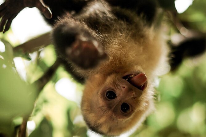 Manuel Antonio National Park - Scenic Stops and Attractions
