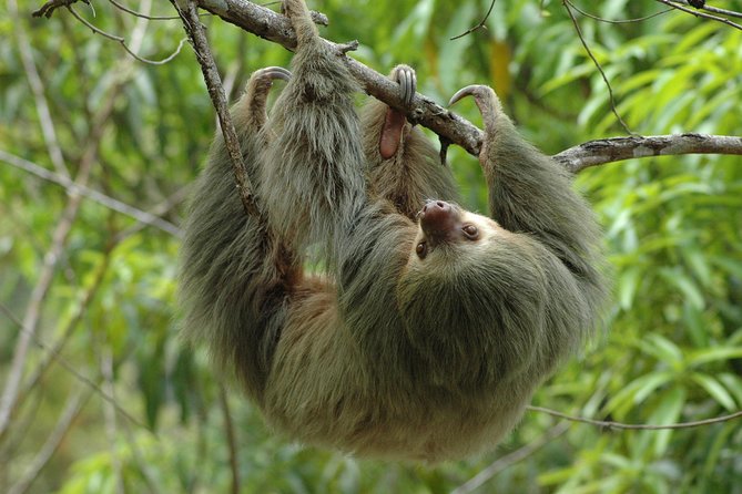 Manuel Antonio National Park Tour From Uvita - Meeting and Pickup Information