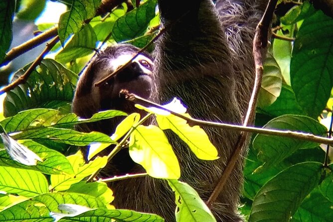Manuel Antonio Rain Forest Park and Beach - Tour Inclusions