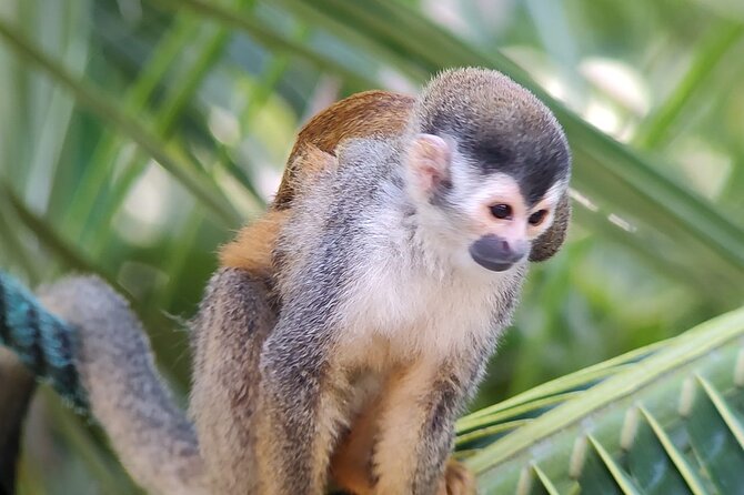 Manuel Antonio Rain Forest Park and Beach - Reviews and Ratings