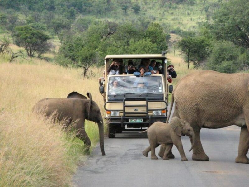 Manyane: 6HGame Drive with Lunch - Key Points
